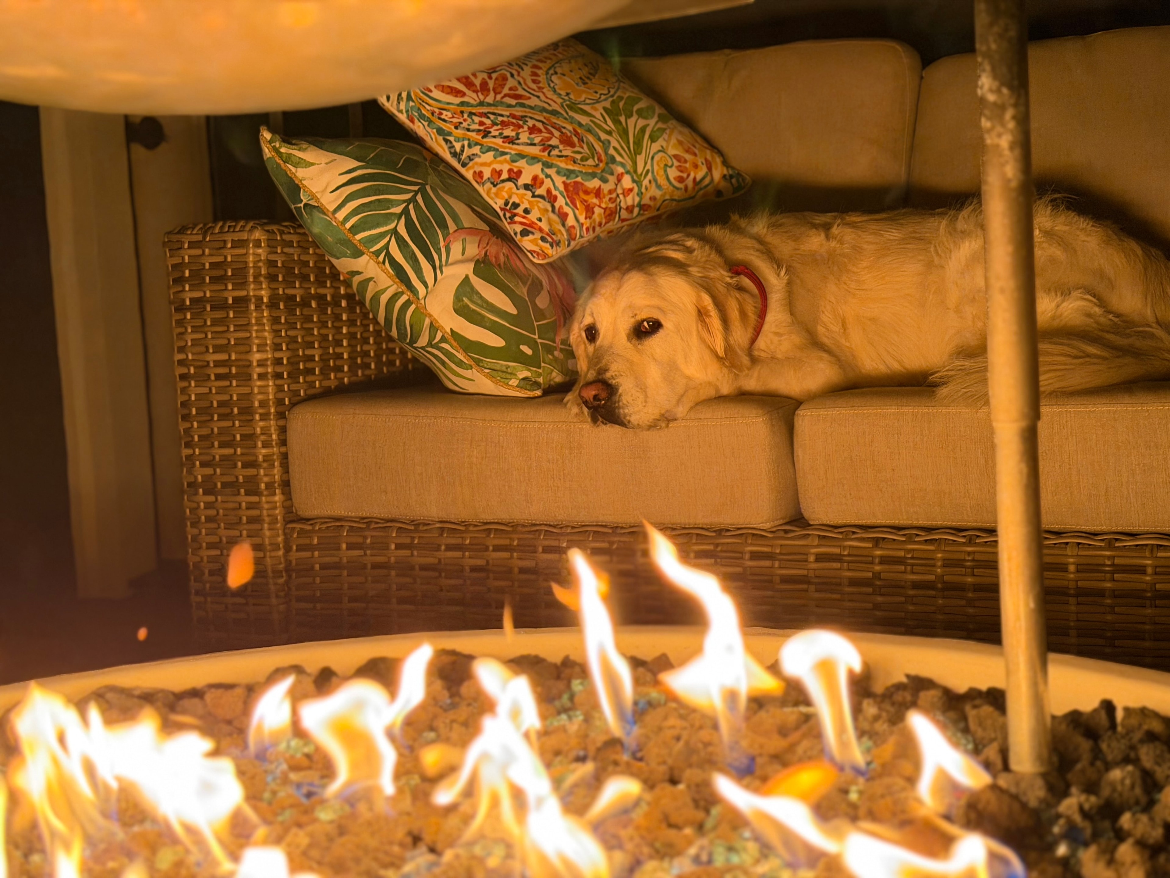 Golden retriever relaxing on the outdoor sofa by the fireplace deck fire